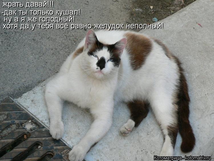 Котоматрица: жрать давай!!! -дак ты только кушал! ну а я же голодный! хотя да,у тебя всё равно желудок неполный!