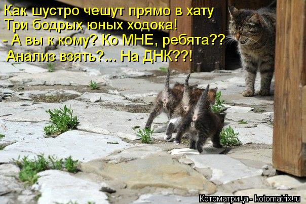 Как шустро чешут прямо в хату Три бодрых юных ходока! - А вы к кому? Ко МНЕ, ребята?? Анализ взять?..... Котоматрица: Как шустро чешут прямо в хату Три бодрых юных ходока! - А вы к кому? Ко МНЕ, ребята?? Анализ взять?... На ДНК??!