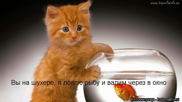 Котоматрица: Вы на шухере, я ловлю рыбу и валим через в окно