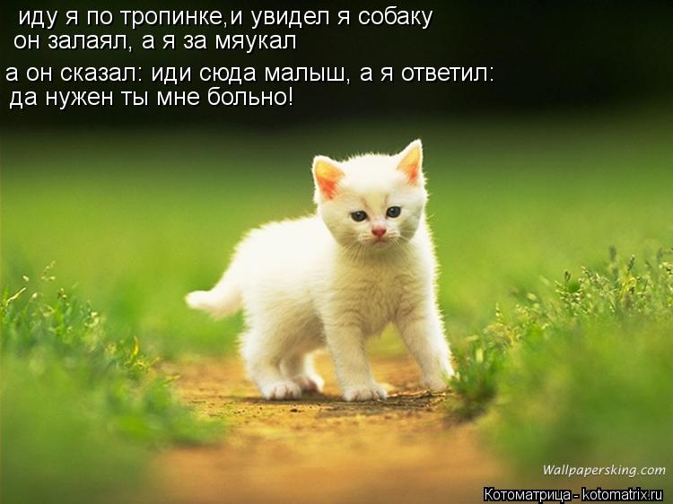 Котоматрица: иду я по тропинке,и увидел я собаку он залаял, а я за мяукал он залаял, а я за мяукал а он сказал: иди сюда малыш, а я ответил:  да нужен ты мне бо