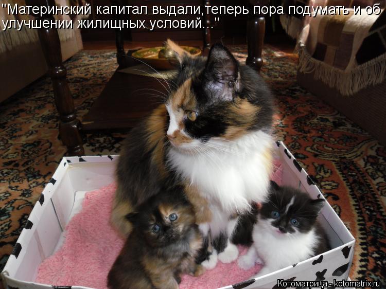 Котоматрица: "Материнский капитал выдали,теперь пора подумать и об улучшении жилищных условий..."