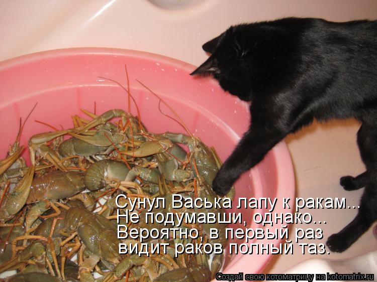 Котоматрица: видит раков полный таз. Вероятно, в первый раз Не подумавши, однако... Сунул Васька лапу к ракам...