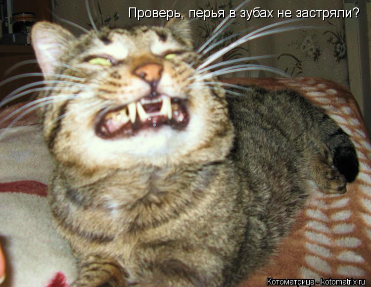 Проверь, перья в зубах не застряли?... Котоматрица: Проверь, перья в зубах не застряли?