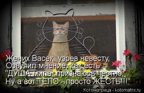 Котоматрица: Жених Васёк, узрев невесту, Озвучил мнение, как есть: "ДУША мила, признаюсь честно,  Ну а вот ТЕЛО - просто ЖЕСТЬ!!!"