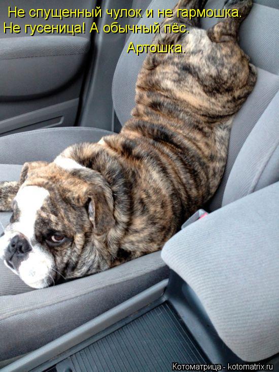 Котоматрица: Не спущенный чулок и не гармошка. Не гусеница! А обычный пёс.  Артошка.