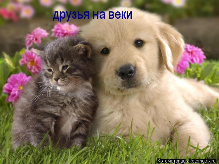 Котоматрица: друзья на веки