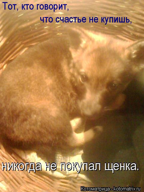 Котоматрица: Тот, кто говорит,  что счастье не купишь, никогда не покупал щенка. никогда не покупал щенка. никогда не покупал щенка.