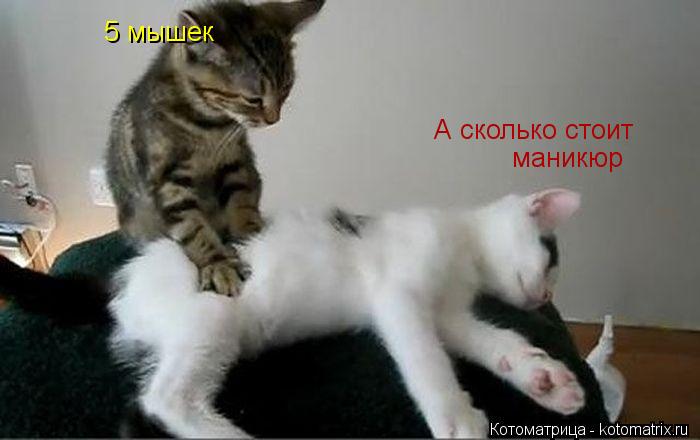 Котоматрица: А сколько стоит  маникюр 5 мышек