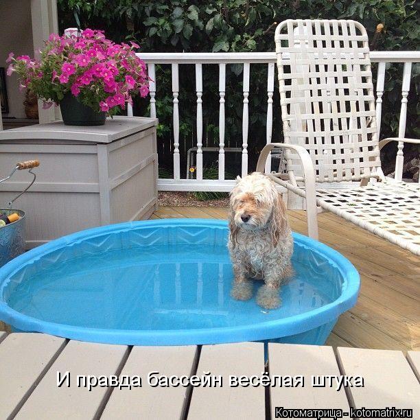 Котоматрица: И правда бассейн весёлая штука