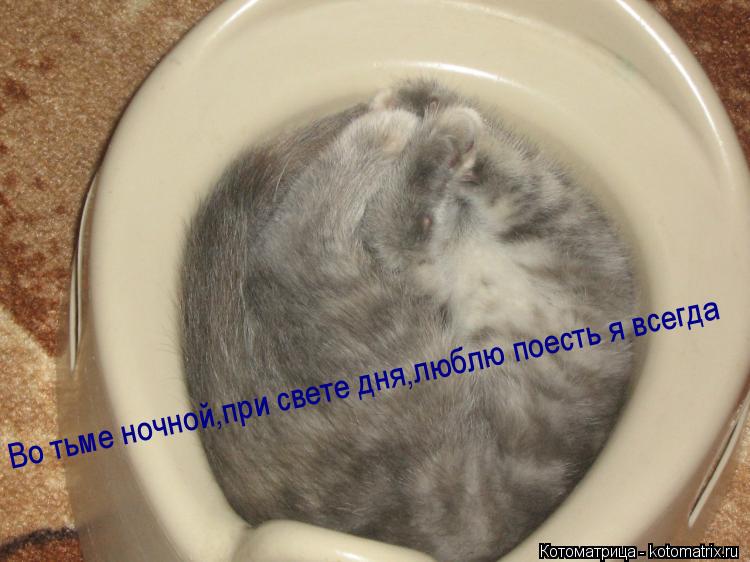 Котоматрица: Во тьме ночной,при свете дня,люблю поесть я всегда