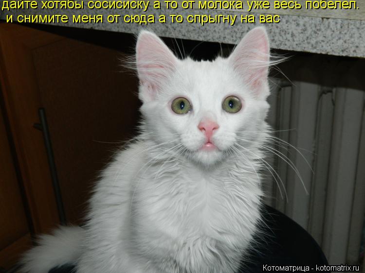 Котоматрица: и снимите меня от сюда а то спрыгну на вас дайте хотябы сосисиску а то от молока уже весь побелел.