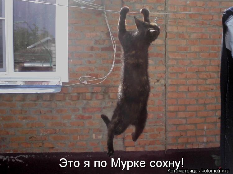 Котоматрица: Это я по Мурке сохну!