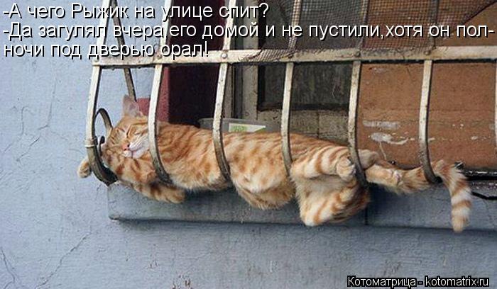 Котоматрица: -А чего Рыжик на улице спит? -Да загулял вчера,его домой и не пустили,хотя он пол- ночи под дверью орал!