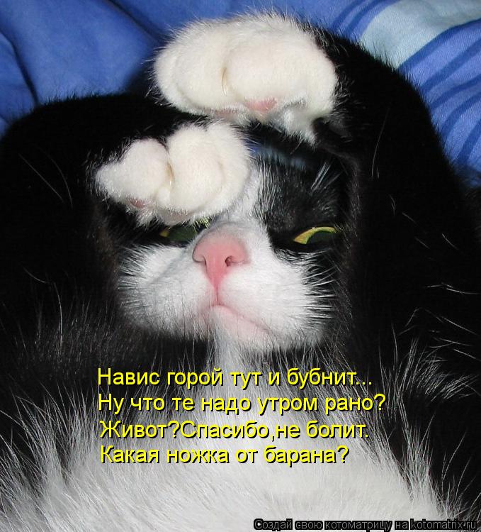 Котоматрица: Навис горой тут и бубнит... Ну что те надо утром рано? Живот?Спасибо,не болит. Какая ножка от барана?