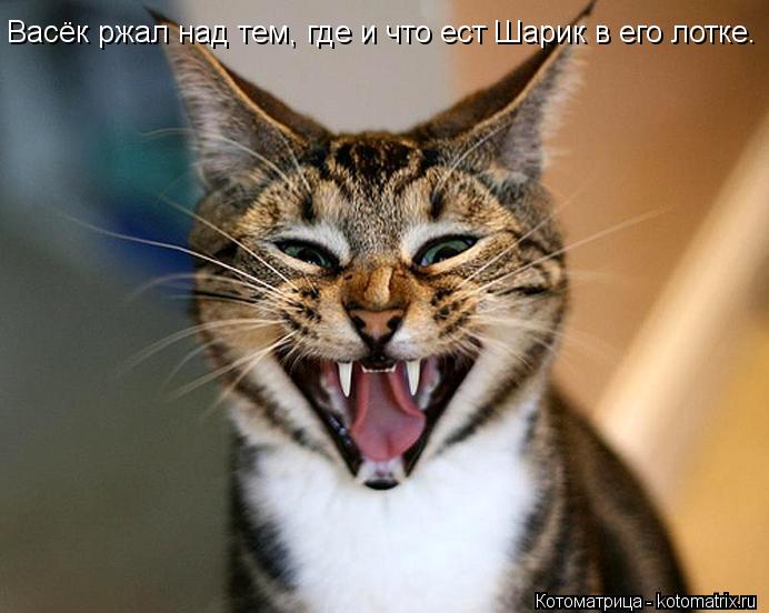 Котоматрица: Васёк ржал над тем, где и что ест Шарик в его лотке.