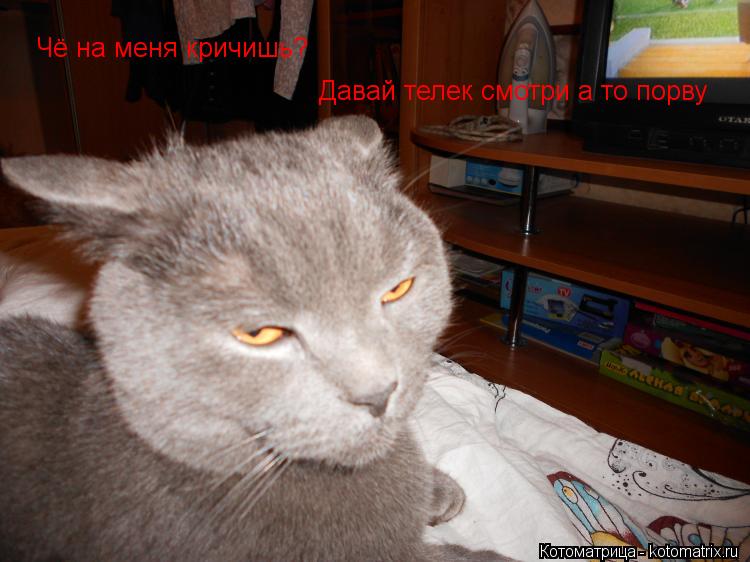 Котоматрица: Чё на меня кричишь? Давай телек смотри а то порву