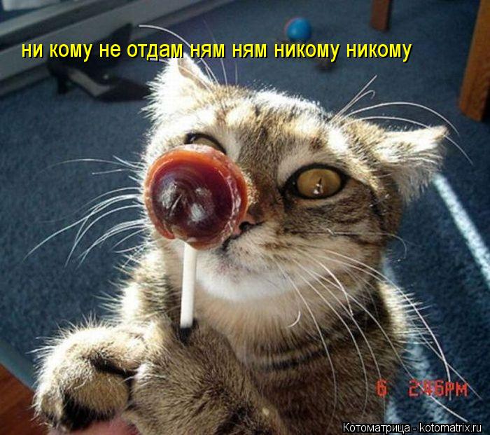 Котоматрица: ни кому не отдам ням ням никому никому