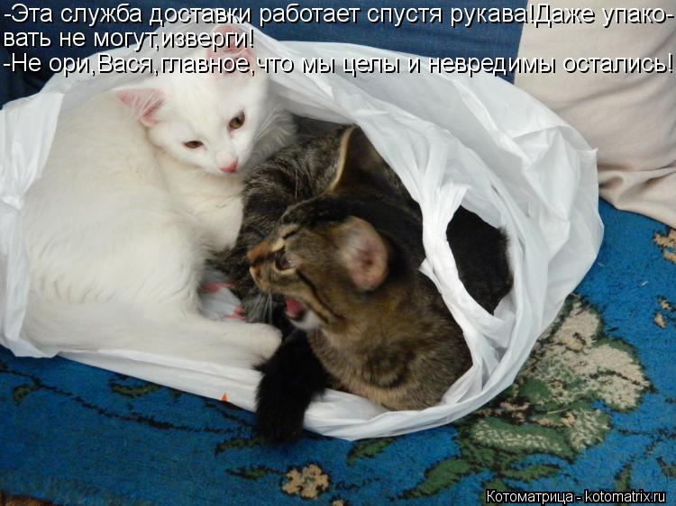 Котоматрица: -Эта служба доставки работает спустя рукава!Даже упако- вать не могут,изверги! -Не ори,Вася,главное,что мы целы и невредимы остались!