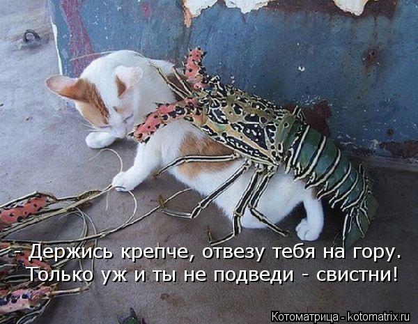 Котоматрица: - Держись крепче, отвезу тебя на гору. Только уж и ты не подведи - свистни!