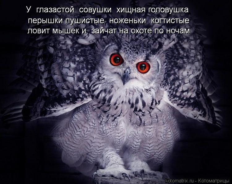 Котоматрица: У  глазастой  совушки  хищная головушка У  глазастой  совушки  хищная головушка перышки пушистые  ноженьки  когтистые перышки пушистые  ноже