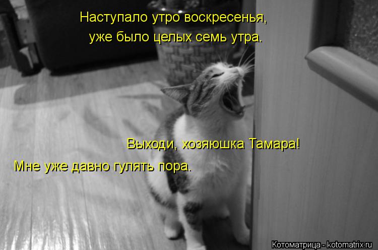 Выходи, хозяюшка Тамара! Наступало утро воскресенья, уже было целых семь утра. Мне уже давно гулять п... Котоматрица: Выходи, хозяюшка Тамара! Наступало утро воскресенья, уже было целых семь утра. Мне уже давно гулять пора.