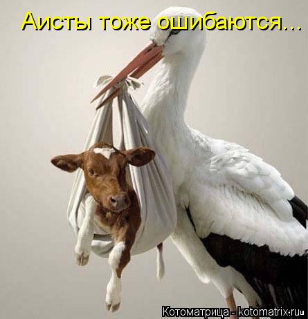 Котоматрица: Аисты тоже ошибаются...