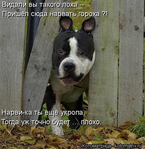 Видали вы такого лоха -- Пришёл сюда нарвать гороха ?! Тогда уж точно будет ... плохо. Нарви-ка ты е... Котоматрица: Видали вы такого лоха -- Пришёл сюда нарвать гороха ?! Тогда уж точно будет ... плохо. Нарви-ка ты ещё укропа,