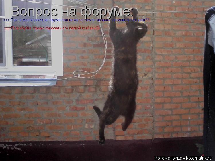 Котоматрица: Вопрос на форуме: ххх:При помощи каких инструментов можно отремонтировать сломавшегося кота?? ууу:Попробуйте отремонтировать его палкой к