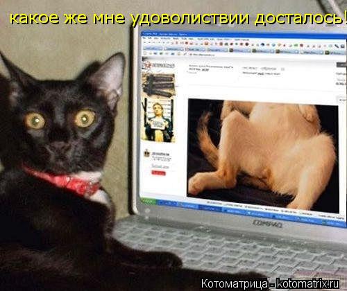 Котоматрица: какое же мне удоволиствии досталось!