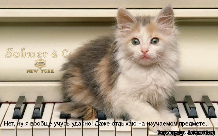 Котоматрица: Нет, ну я вообще учусь ударно! Даже отдыхаю на изучаемом предмете.