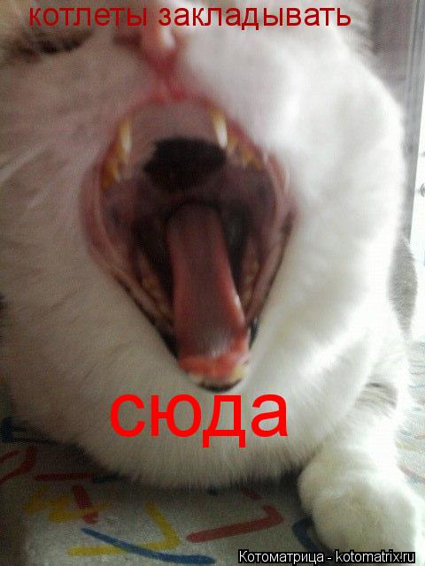 Котоматрица: котлеты закладывать сюда