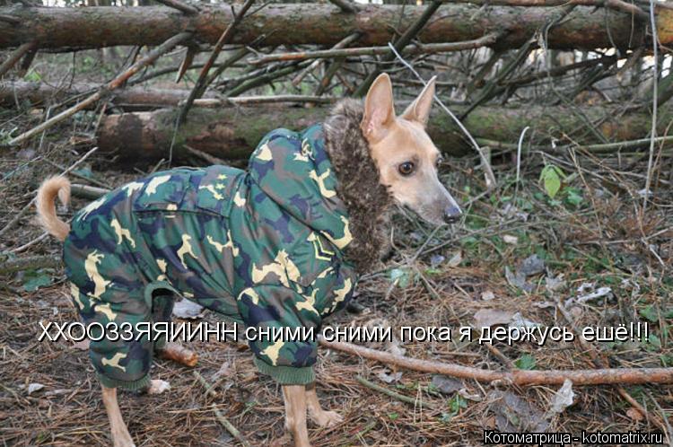 Котоматрица: ХХООЗЗЯЯИИНН сними сними пока я держусь ешё!!!