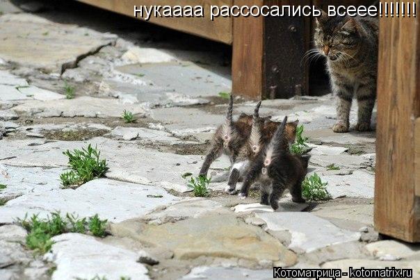 Котоматрица: нукаааа рассосались всеее!!!!!!!