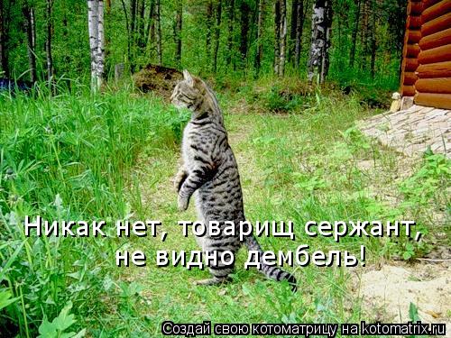 Котоматрица: Никак нет, товарищ сержант, не видно дембель!