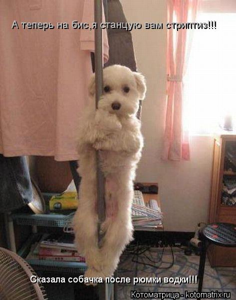 Котоматрица: А теперь на бис,я станцую вам стриптиз!!! Сказала собачка после рюмки водки!!!