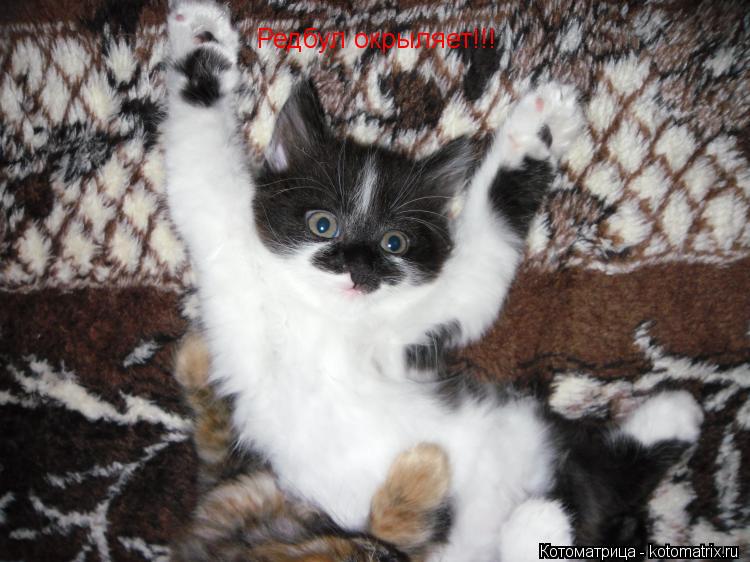 Котоматрица: Редбул окрыляет!!!