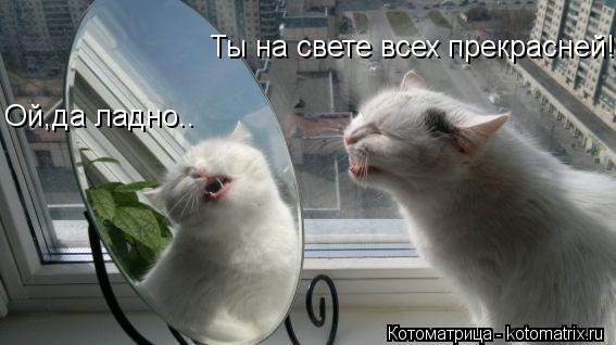 Котоматрица: Ты на свете всех прекрасней! Ой,да ладно..