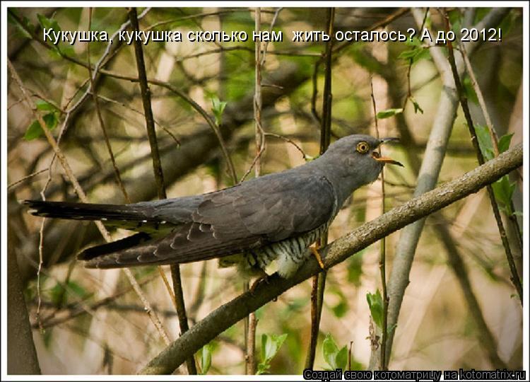Котоматрица: Кукушка, кукушка сколько нам  жить осталось?  Кукушка, кукушка сколько нам  жить осталось? А до 2012!