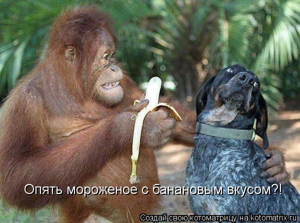 Котоматрица: Опять мороженое с банановым вкусом?!