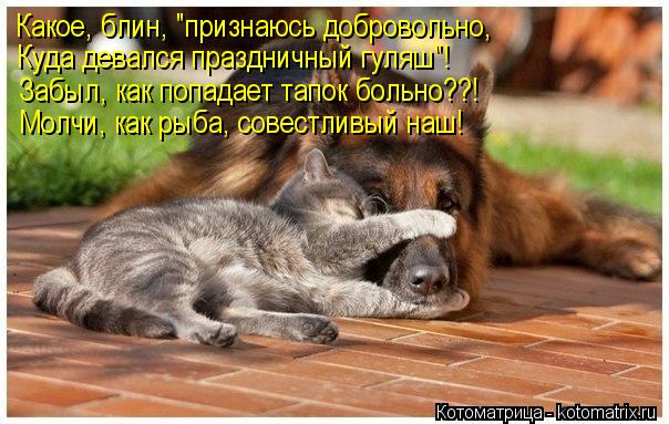 Какое, блин, "признаюсь добровольно, Куда девался праздничный гуляш"! Забыл, как попадает тапок больн... Котоматрица: Какое, блин, "признаюсь добровольно, Куда девался праздничный гуляш"! Забыл, как попадает тапок больно??! Молчи, как рыба, совестливый наш!