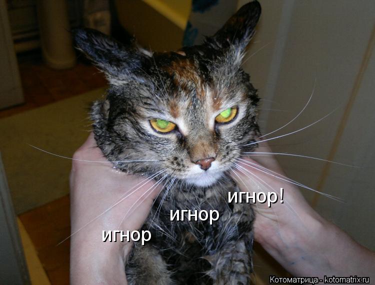 Котоматрица: игнор игнор игнор!