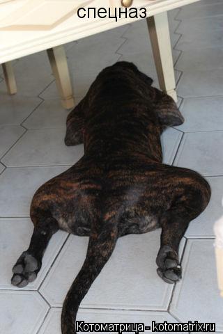 Котоматрица: спецназ