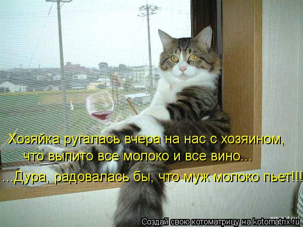 Хозяйка ругалась вчера на нас с хозяином, что выпито все молоко и все вино... ...Дура, радовалась бы... Котоматрица: Хозяйка ругалась вчера на нас с хозяином, что выпито все молоко и все вино... ...Дура, радовалась бы, что муж молоко пьет!!!