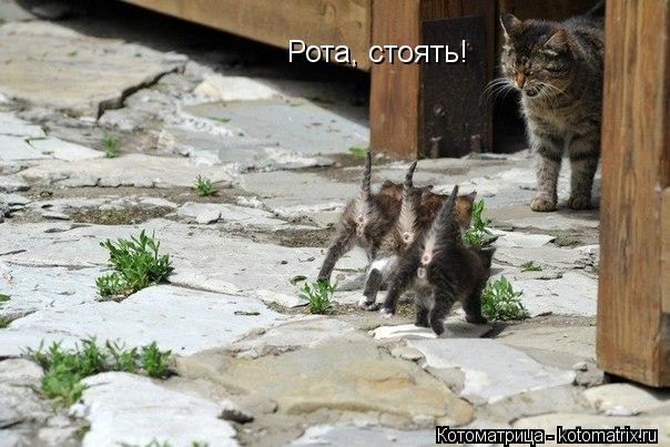 Котоматрица: Рота, стоять!
