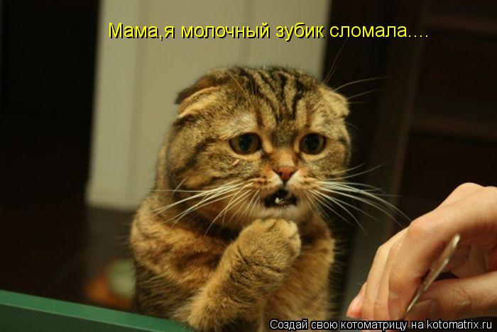 Мама,я молочный зубик сломала....... Котоматрица: Мама,я молочный зубик сломала....