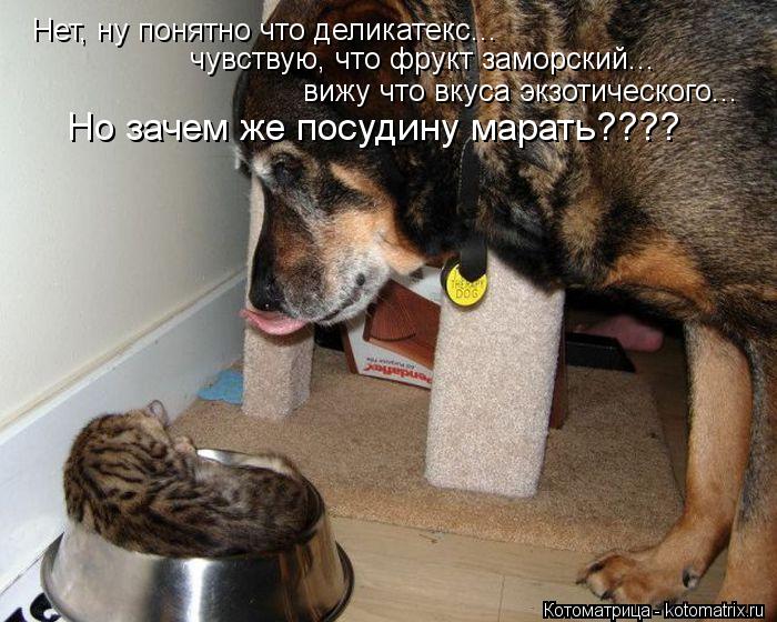 Котоматрица: Нет, ну понятно что деликатекс... чувствую, что фрукт заморский... вижу что вкуса экзотического... Но зачем же посудину марать????