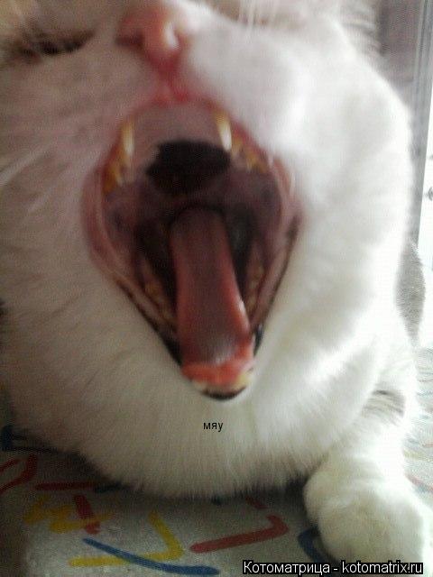 Котоматрица: мяу