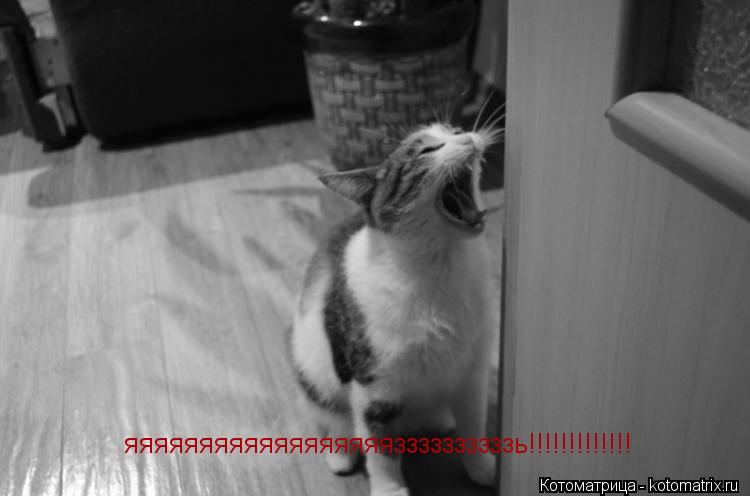 Котоматрица: яяяяяяяяяяяяяяяяяяззззззззззь!!!!!!!!!!!!!