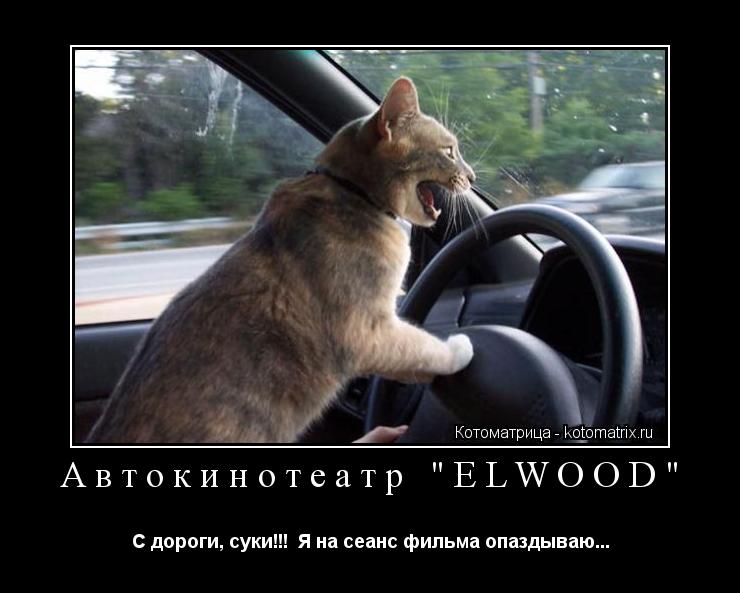 Котоматрица: Автокинотеатр "ELWOOD" С дороги, суки!!!  Я на сеанс фильма опаздываю...