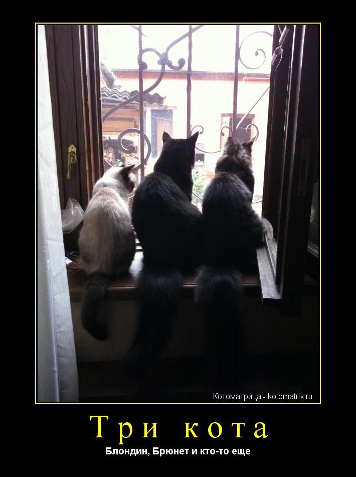 Котоматрица: Три кота Блондин, Брюнет и кто-то еще